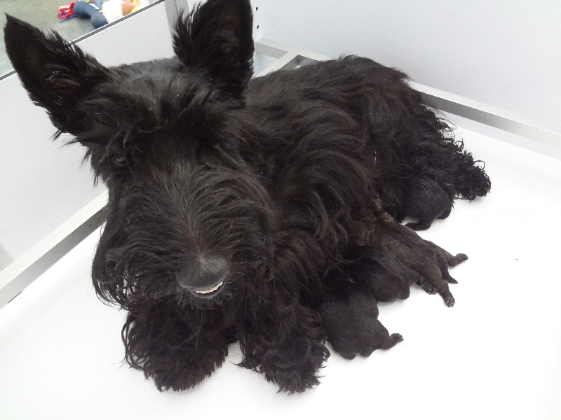 chiot Scottish Terrier Heart On Fire